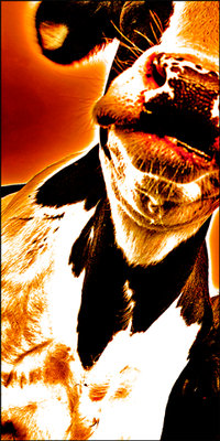 Tierportrait Kunst Tier in Farbe laluu